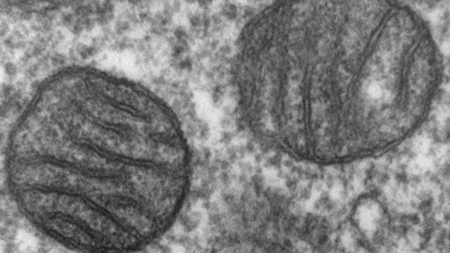 Długowieczność coraz bliżej 1