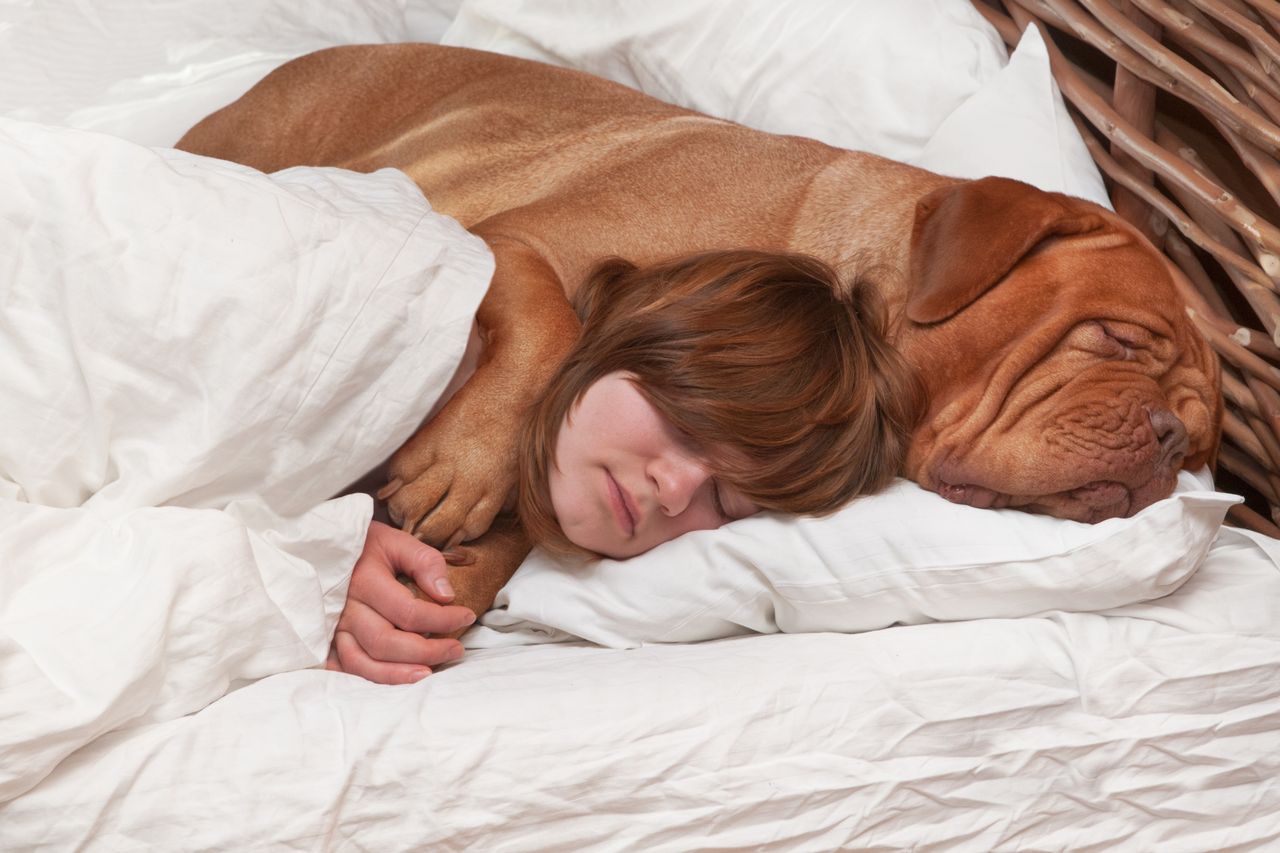 Wielu opiekunów psów chętnie wpuszcza pupila do swojego łóżka