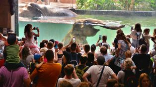 Łódź: Tłumy gości na święcie słoni w Orientarium. Filmowali kąpiel i szukali pluszaków - mini Alexandrów