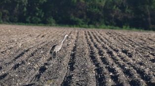 Prawo łowieckie do poprawki? Rolnicy i myśliwi chcą zmian w zakazie płoszenia zwierzyny