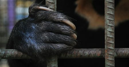 Wrocław. Opiekun niedźwiedzi zamknie się w ciasnej klatce na kilka godzin