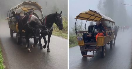 Zobaczyli nagranie z Tatr. W sieci zawrzało. "Wstyd i żenada"