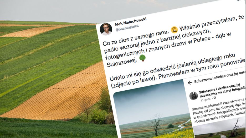 dąb