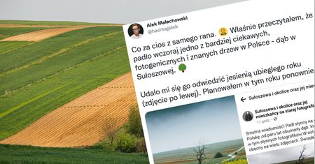 Małopolska. Runęło słynne "drzewo wisielców"