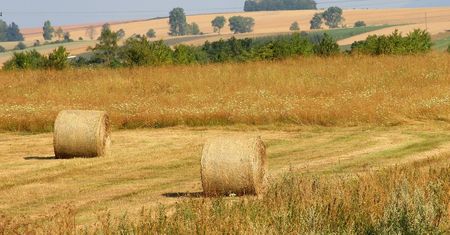 Co wiesz o żniwach i wsi? Sprawdź się