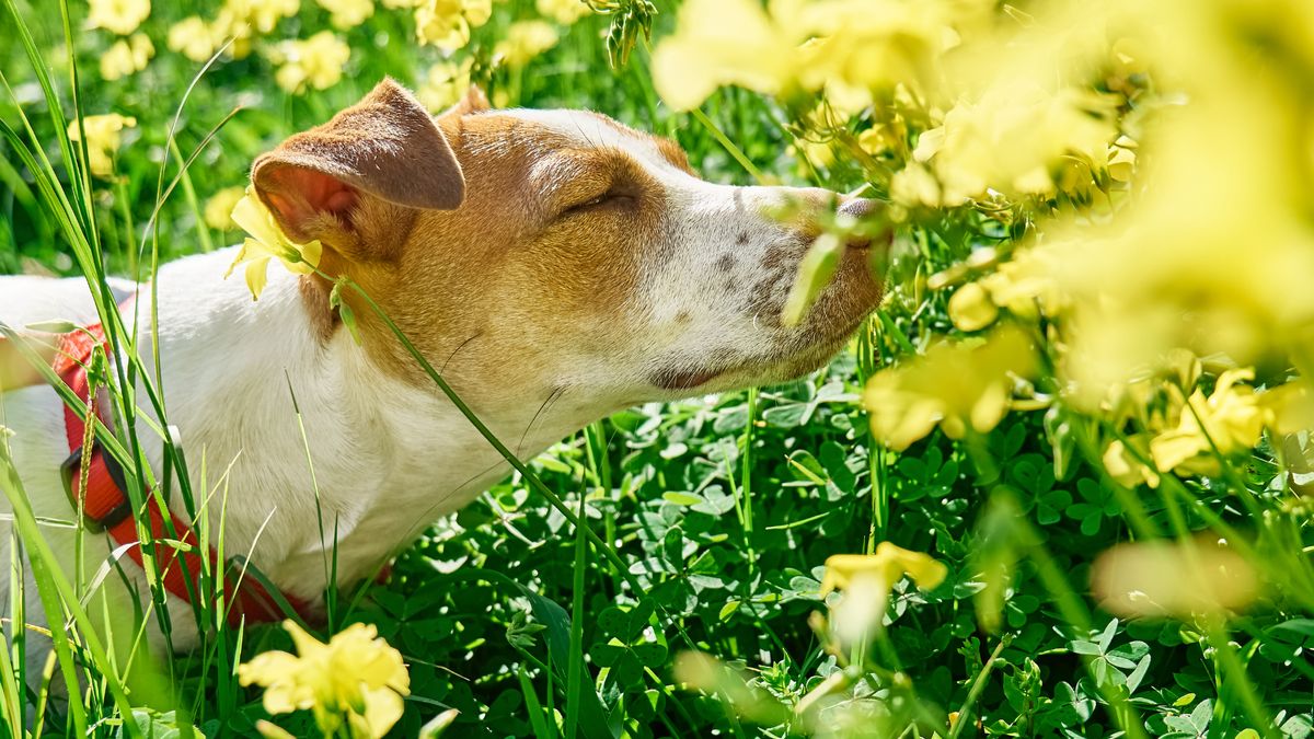 Wiosenna alergia u psa nie zawsze wygląda jak u człowieka