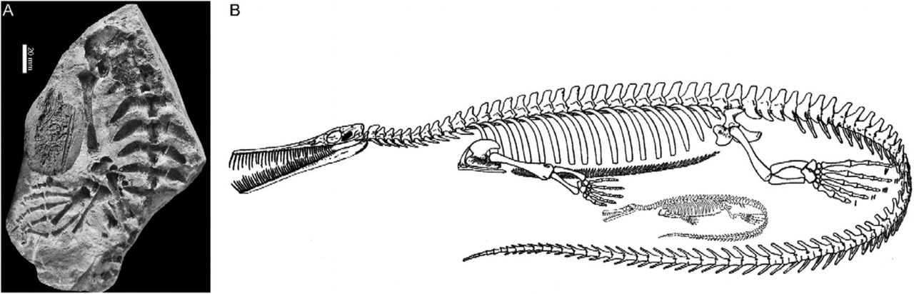Skamieniałości mezozaura i embrionu, porównanie wielkości (fig. Pineiro et al., 2012)