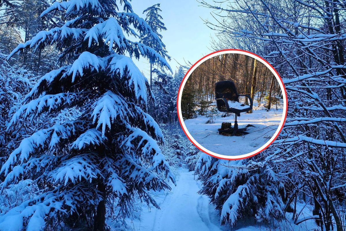 Leśnicy się wściekli. To znaleźli w głębi lasu. "Ktoś się napracował"