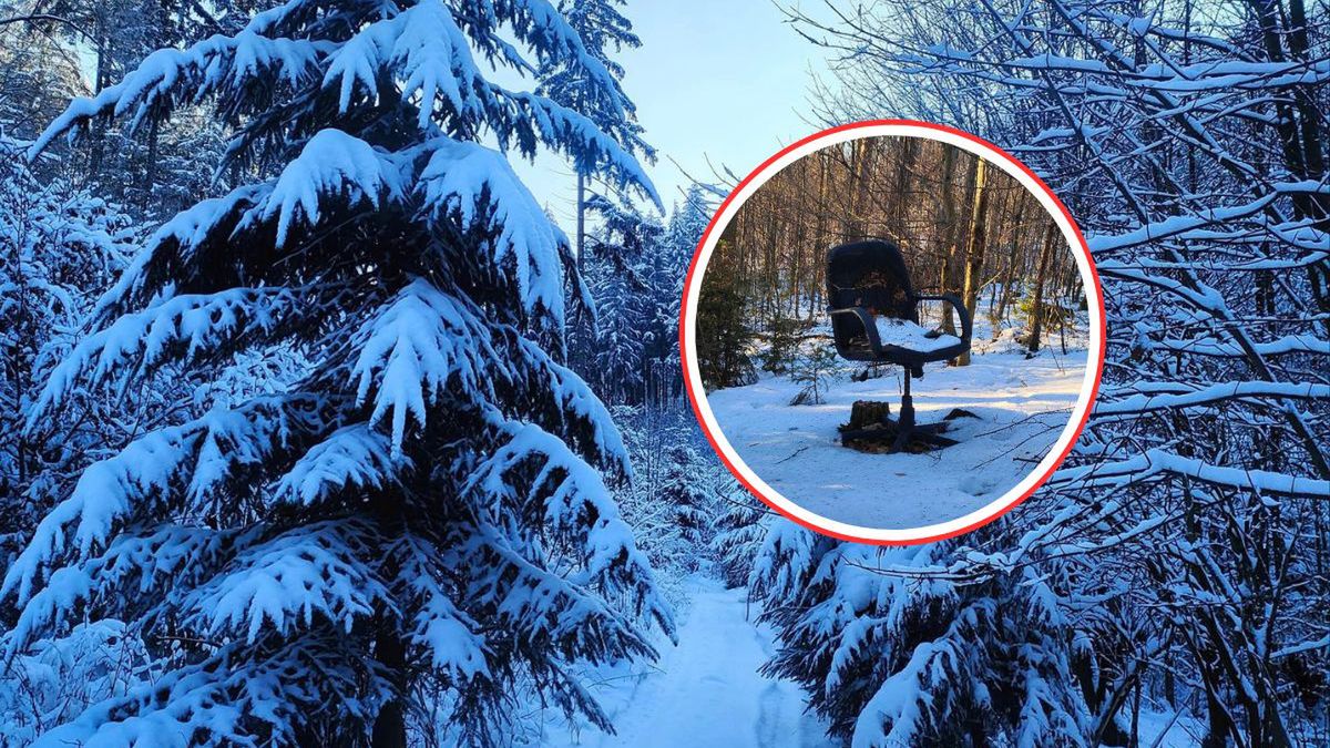 Krzesło biurowe pośród drzew. Leśnicy nie kryją oburzenia