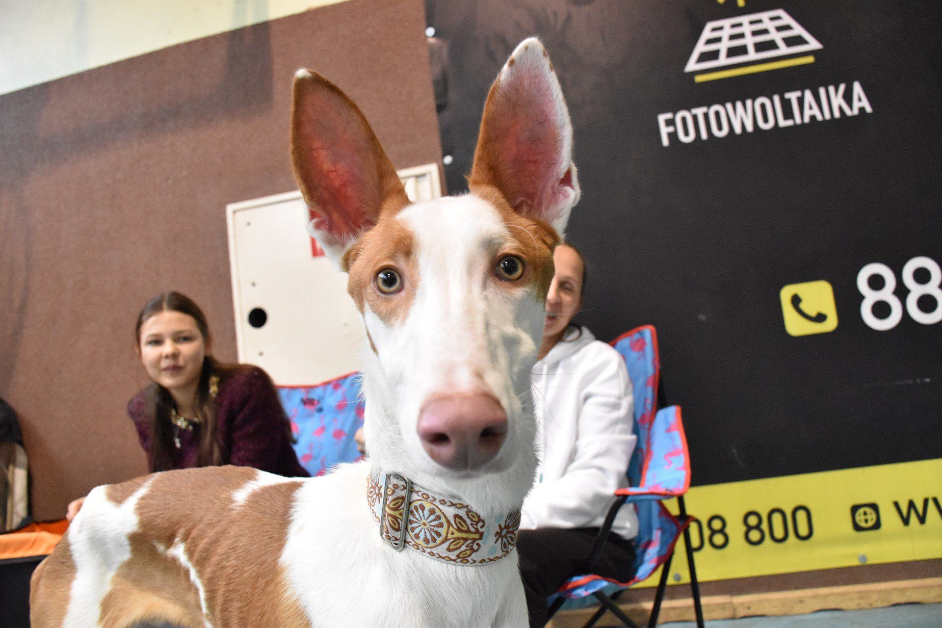V Zimowa Wystawa Psów Rasowych w Chojnicach