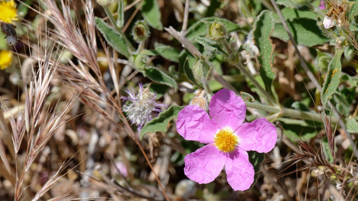 Czystek ma charakterystyczne różowe lub białe kwiaty.