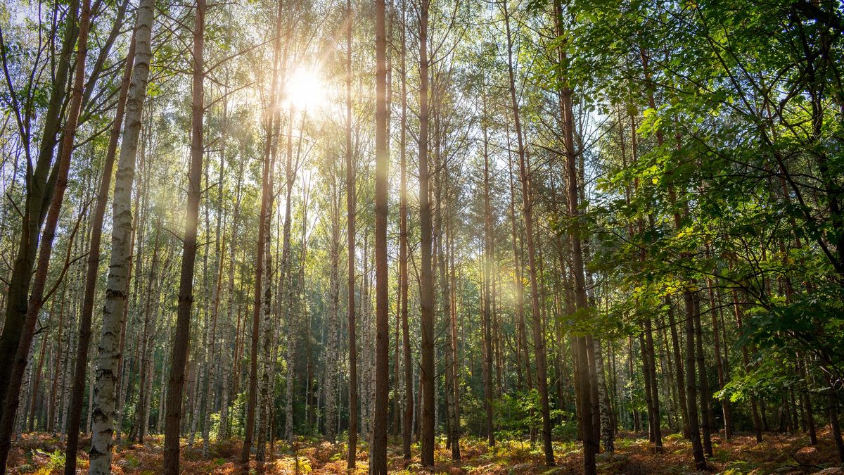 Takich gości nikt się nie spodziewał. Leśnicy apelują