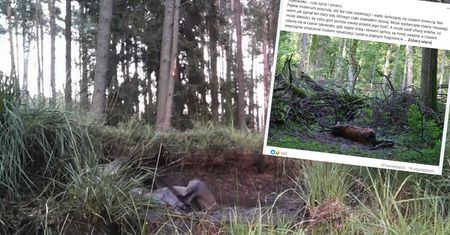 Leśnik poszedł do lasu. Zastał przykry widok