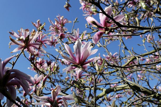 Magnolie - jakie są odmiany i jak je uprawiać?