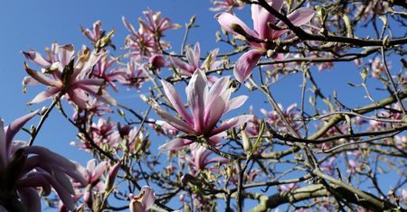 Magnolia – jakie są jej odmiany. Czy magnolia może rosnąć w ogródku? Sposoby na uprawę i pielęgnację