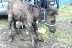 Świętochłowice. Trzymał kozy, konie i psy, odpowie za znęcanie się nad nimi