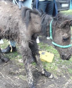 Świętochłowice. Trzymał kozy, konie i psy, odpowie za znęcanie się nad nimi