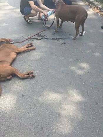Miasto reaguje po kolejnej ucieczce psów z ul. Maneżowej. Będzie kontrola z udziałem służb
