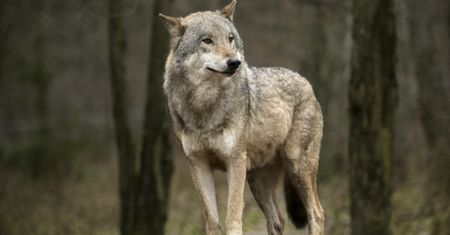 Mają kłopot z wilkami. Dyrekcja wydała zgodę dla czterech gmin