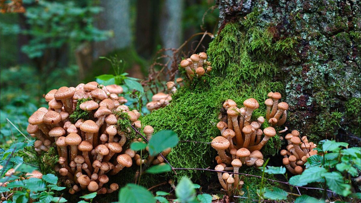 Te grzyby są jadalne, a do tego świecą 