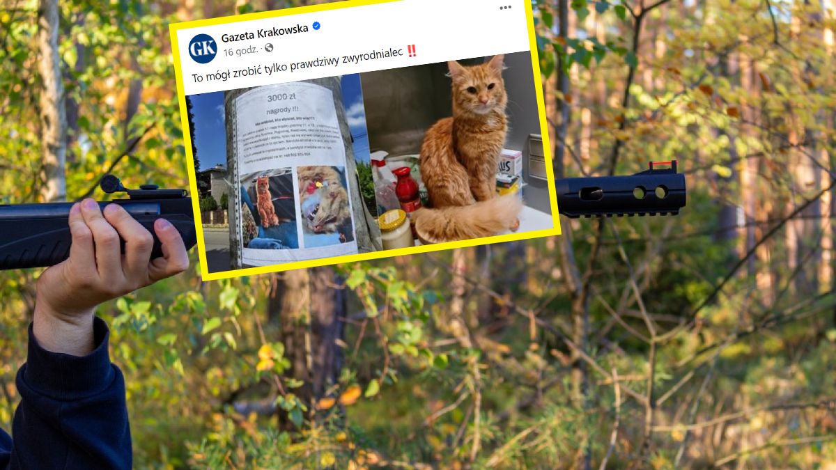 Najprawdopodobniej ktoś strzelił do kota z wiatrówki