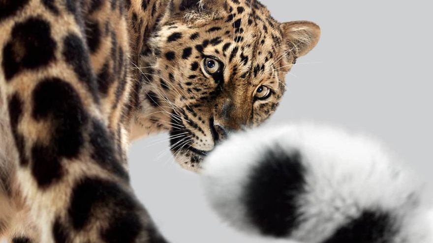 Portrety dużych kotów pokazują ich naturę. Perou wiedział, jak ją uchwycić 1