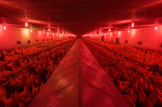 Kury, które ratują nasze życie