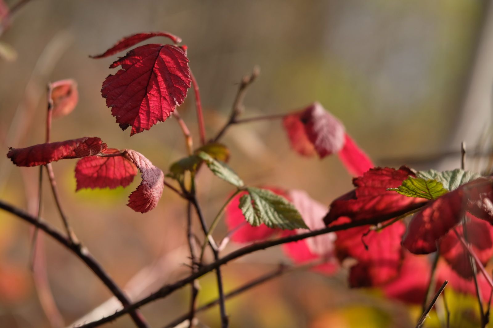 Fujifilm 56 mm f/1.2 APD – prawie test, czyli kadrów kilka z nowej portretówki 9