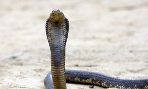 Niefortunny żart 14-latka. Użył AI, żeby go nastraszyć