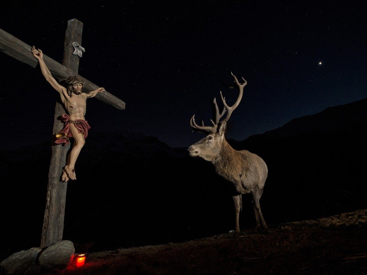 Oto najlepsze zdjęcia przyrodnicze z Europy. Zobaczcie fotografie zwycięzców konkursu GDT European Wildlife Photographer of the Year 2017 19