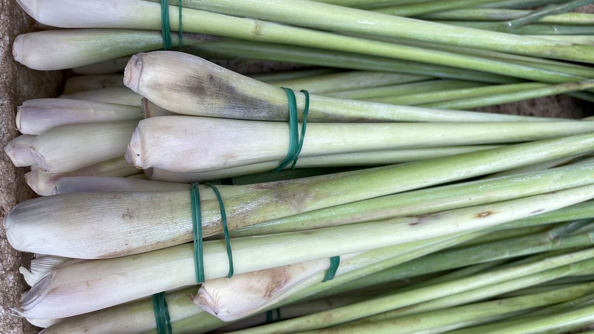 Właściwości trawy cytrynowej