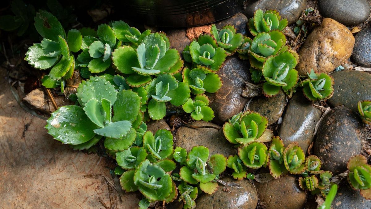 Żyworódka może być wykorzystana jako roślina lecznicza.