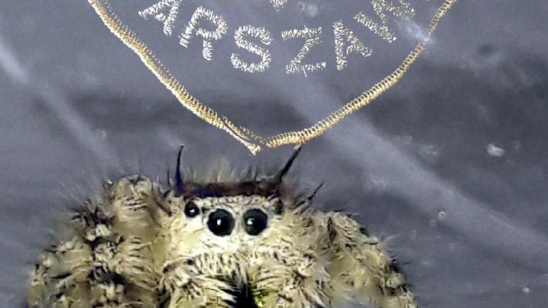 Nie jest duży, ale poluje niczym kot