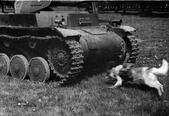 Pies przeciwpancerny podczas szkolenia