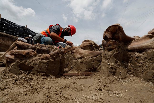 Archeolodzy kontynuują pracę i dalej szukają pozostałości prehistorycznych stworzeń.