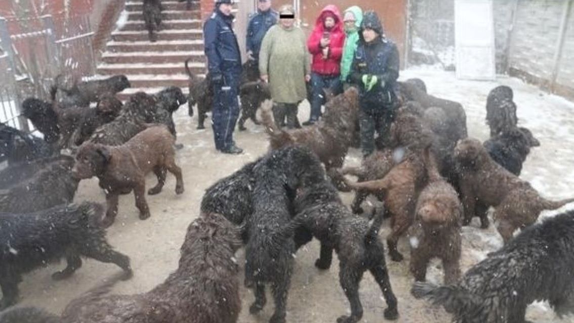 Ponad 50 psów zostało odebranych z pseudohodowli pod Inowrocławiem