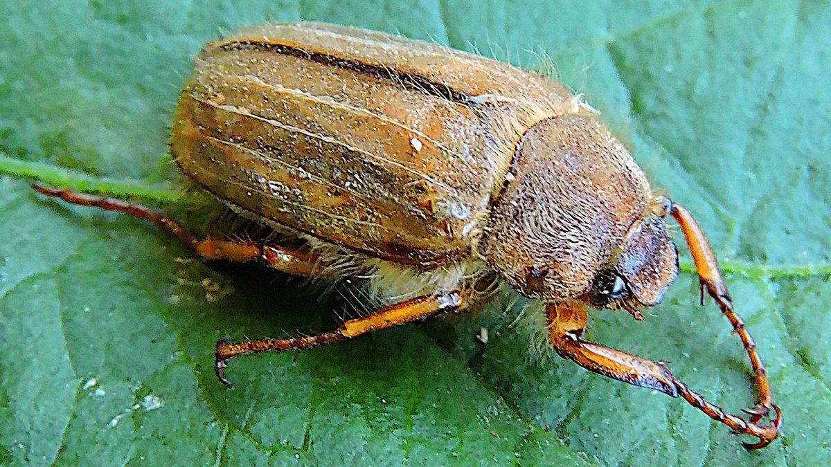 Guniak czerwczyk zaatakował Kraków