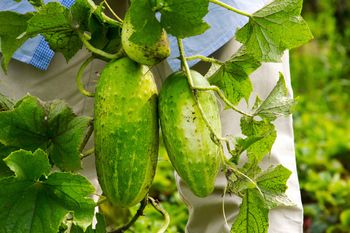 Sypię, a później sadzę ogórki. Zawsze mam ich tak dużo, że trudno przerobić, nie chorują i są przepyszne