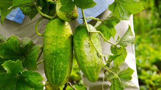 Sypię, a później sadzę ogórki. Zawsze mam ich tak dużo, że trudno przerobić, nie chorują i są przepyszne