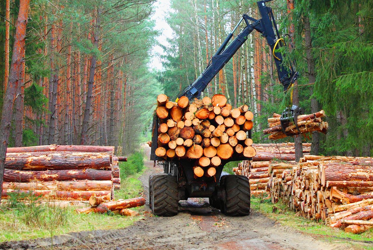 Lasy Państwowe z ważnym przekazem. Polska na niechlubnym 19. miejscu