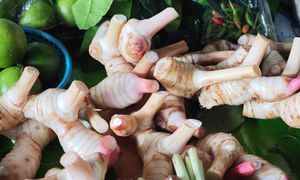 Przypomina imbir, ale ma pieprzną nutę. Pomaga kontrolować poziom cukru i cholesterolu