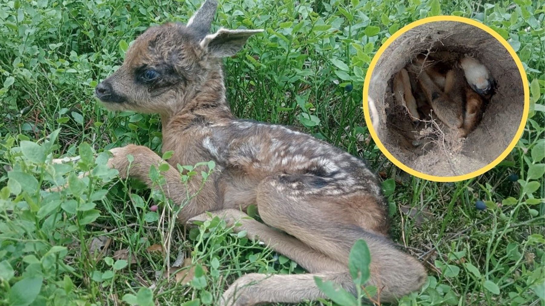 Akcja ratunkowa małej sarenki. Utknęła w śmiertelnej pułapce