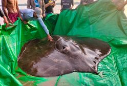 Przerażająca płaszczka w Kambodży. Ogromna bestia z głębin pobiła rekord
