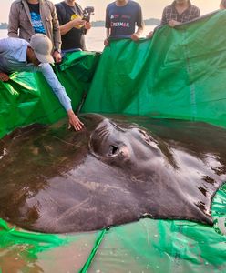Przerażająca płaszczka w Kambodży. Ogromna bestia z głębin pobiła rekord