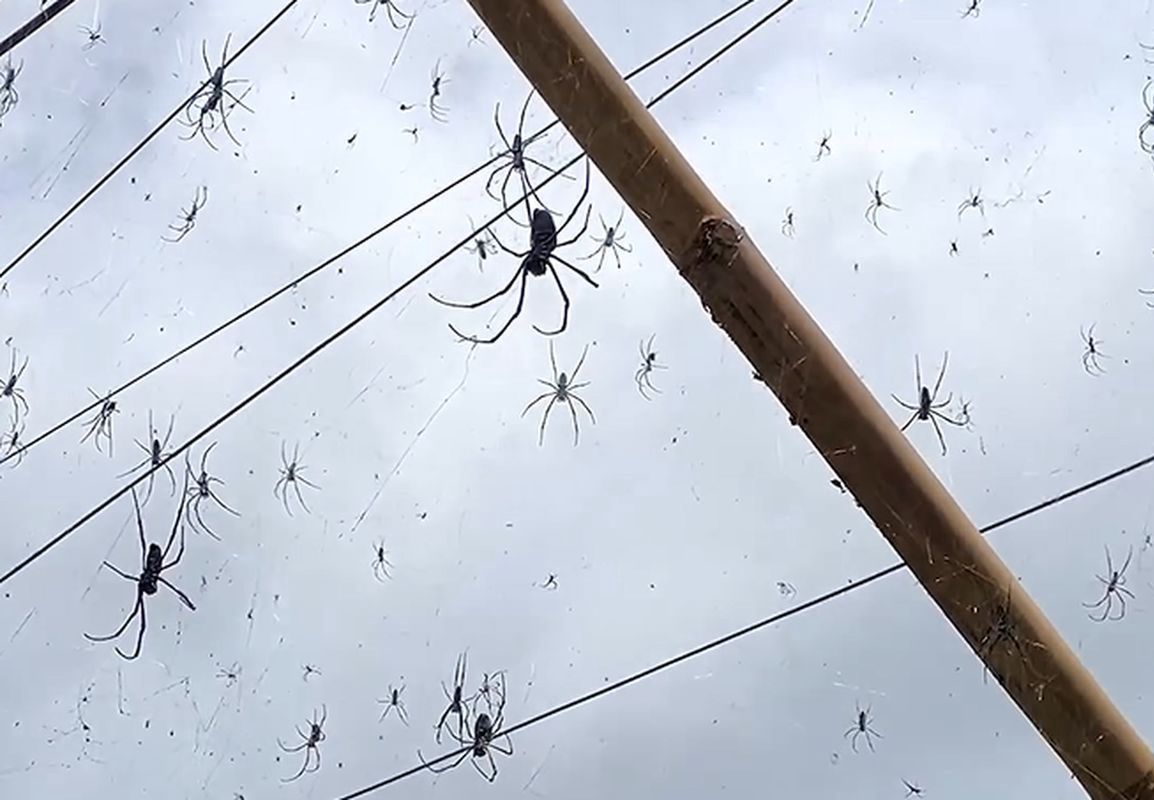 Bali's web of terror: Tourist films hundreds of giant spiders