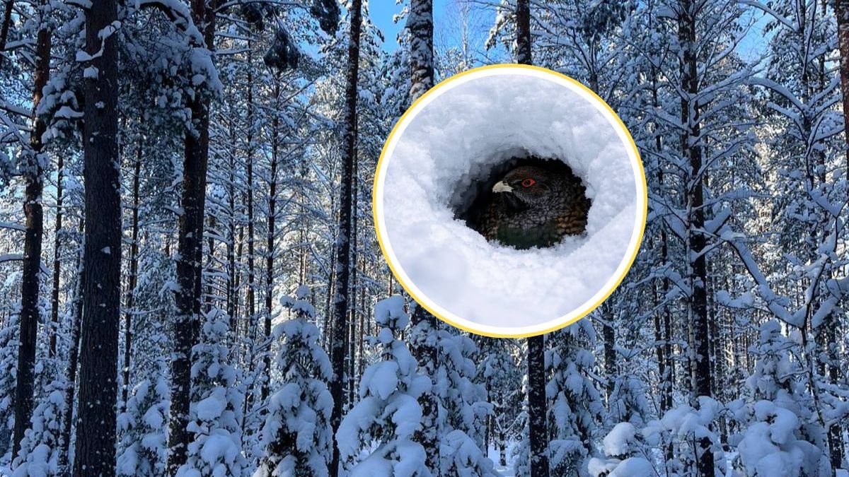 Wyjątkowy gość podczas leśnego obchodu