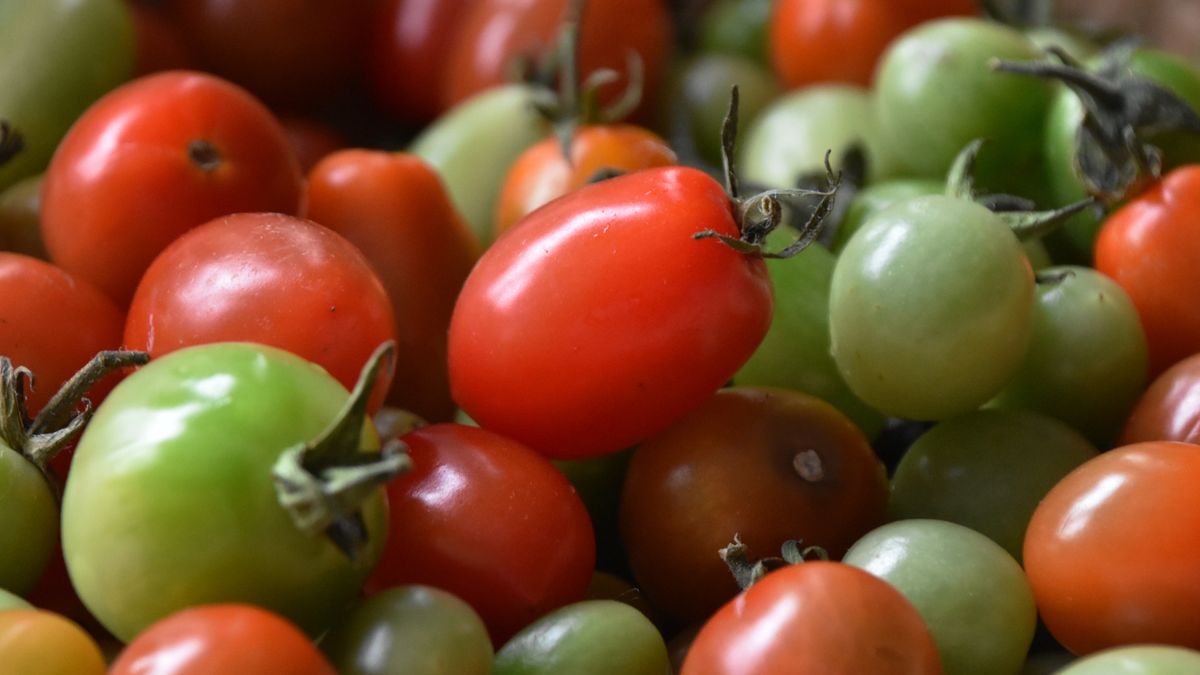 Niedojrzałe pomidory wywołują zatrucia pokarmowe