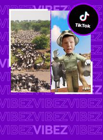 2 MILIONY zwierząt ruszają w wielką podróż. Obejrzycie ją na... TikToku!