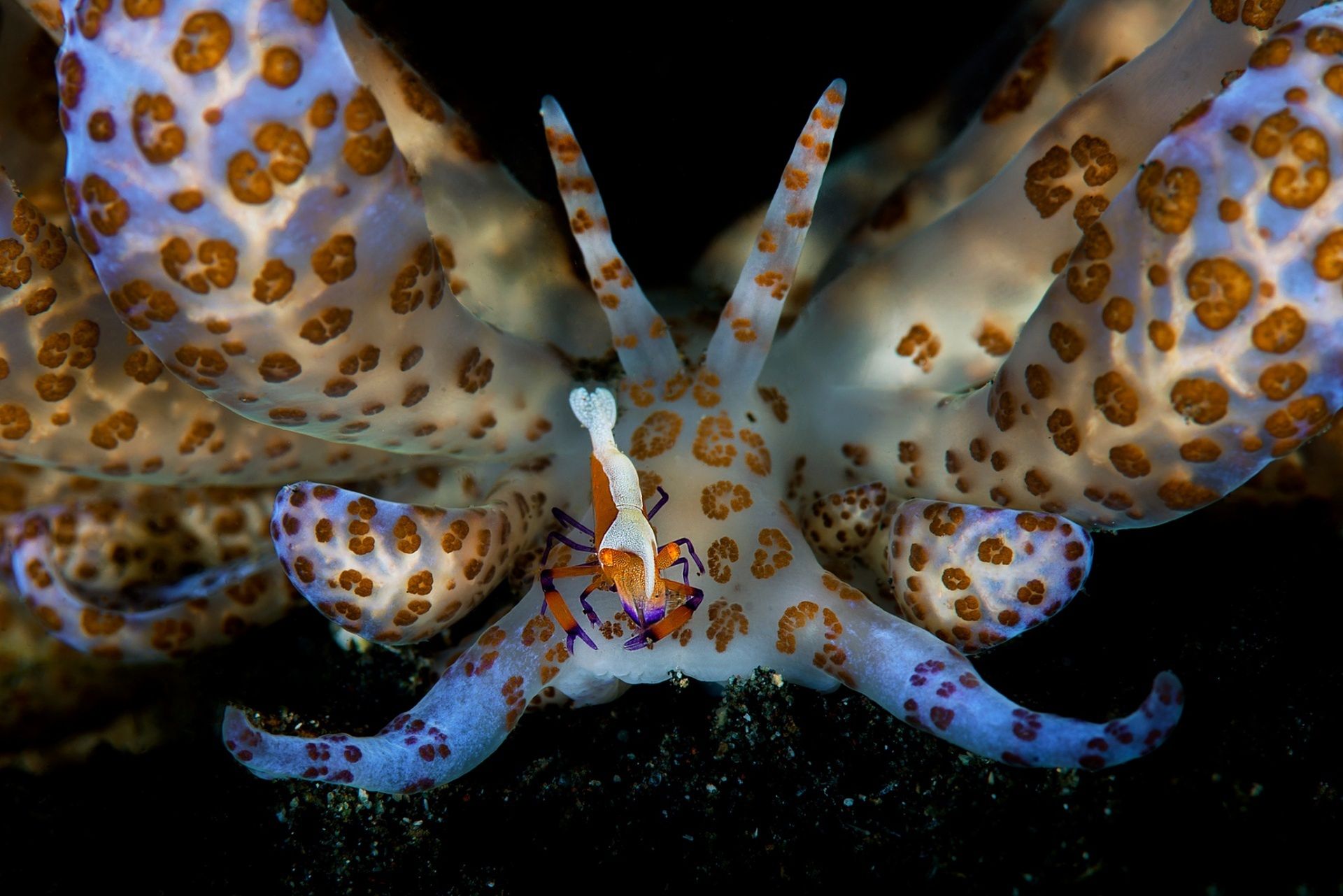 Underwater Photographer of the Year 2015 - najlepsze fotografie wykonane pod wodą 3