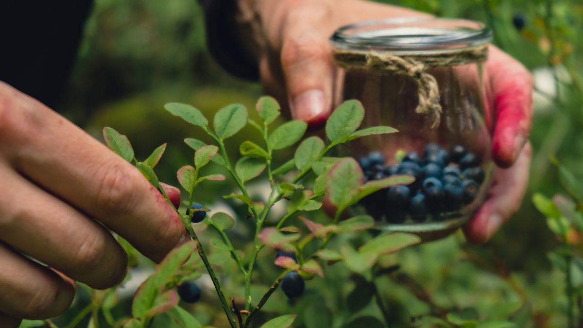Borówki czy jagody?